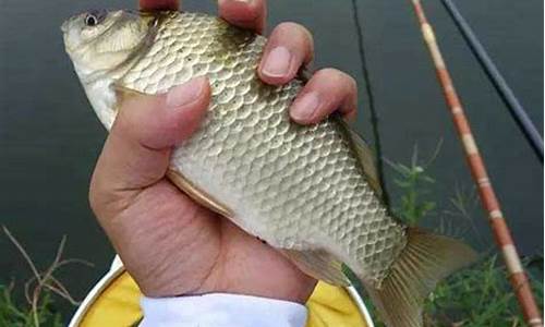 北方秋天野钓鲫鱼(北方秋天野钓鲫鱼好钓吗)(pic1)