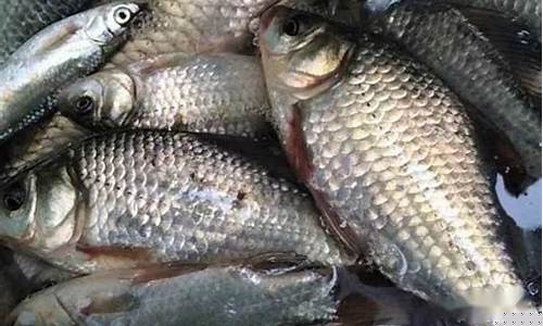 北方野钓鲫鱼配方(北方野钓鲫鱼配方大全)(pic1)