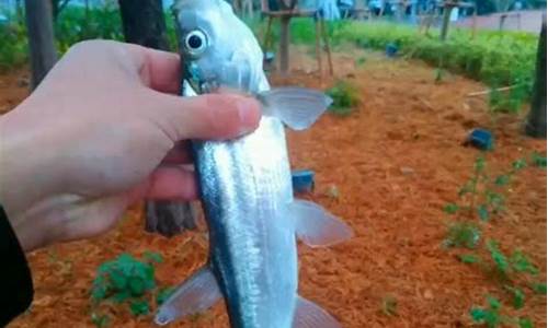 北海新手野钓(北海野钓地点)(pic1)