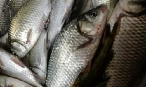 比方秋季秋野釣鯽魚(yú)(秋季釣鯽魚(yú)野釣)(pic1)